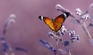 Meditación práctica a través de la experiencia